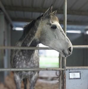 Meet your Posher, Peyton